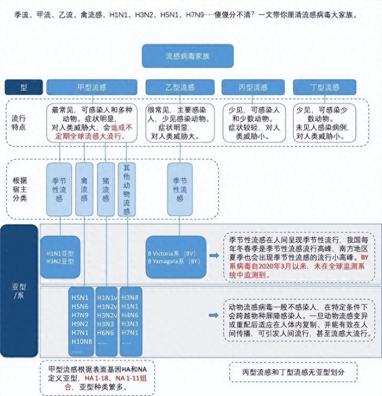 甲流、乙流與禽流感，不同的病毒，不同的影響，甲流、乙流與禽流感，不同病毒的影響與差異解析