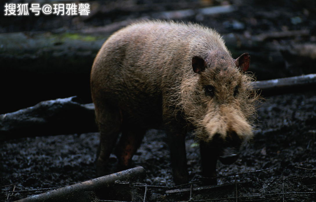 池州一高校內(nèi)驚現(xiàn)狂奔野豬，事件回顧與生態(tài)警示，池州高校野豬狂奔事件，回顧與生態(tài)警示