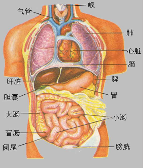 女生用繩子編出五臟六腑，一種獨特的藝術表達，女生巧手編繩，五臟六腑的獨特藝術展現(xiàn)