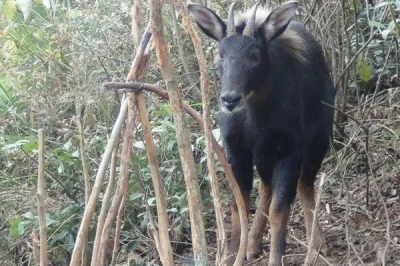 澳門(mén)四不像正版，探索與解析，澳門(mén)四不像正版，深度探索與解析