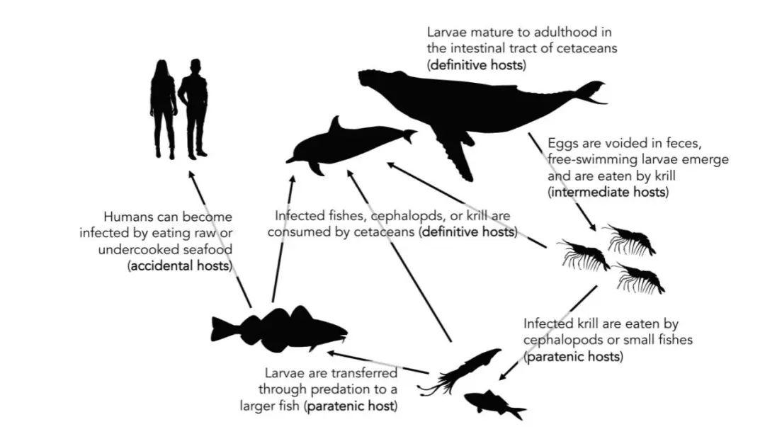 魚類行為與人類關(guān)系，一種共生共榮的微妙聯(lián)系，魚類行為與人類關(guān)系，共生共榮的微妙紐帶