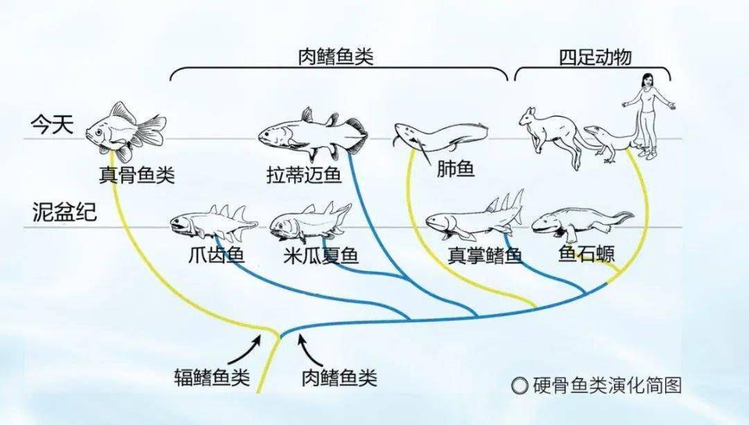 魚類行為與生存策略，適應(yīng)環(huán)境的智慧與策略，魚類生存智慧，行為與策略揭秘，適應(yīng)環(huán)境的進(jìn)化之道