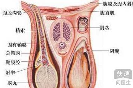 如何確定睪丸是否萎縮，識別與理解，如何判斷睪丸是否萎縮，識別與理解指南