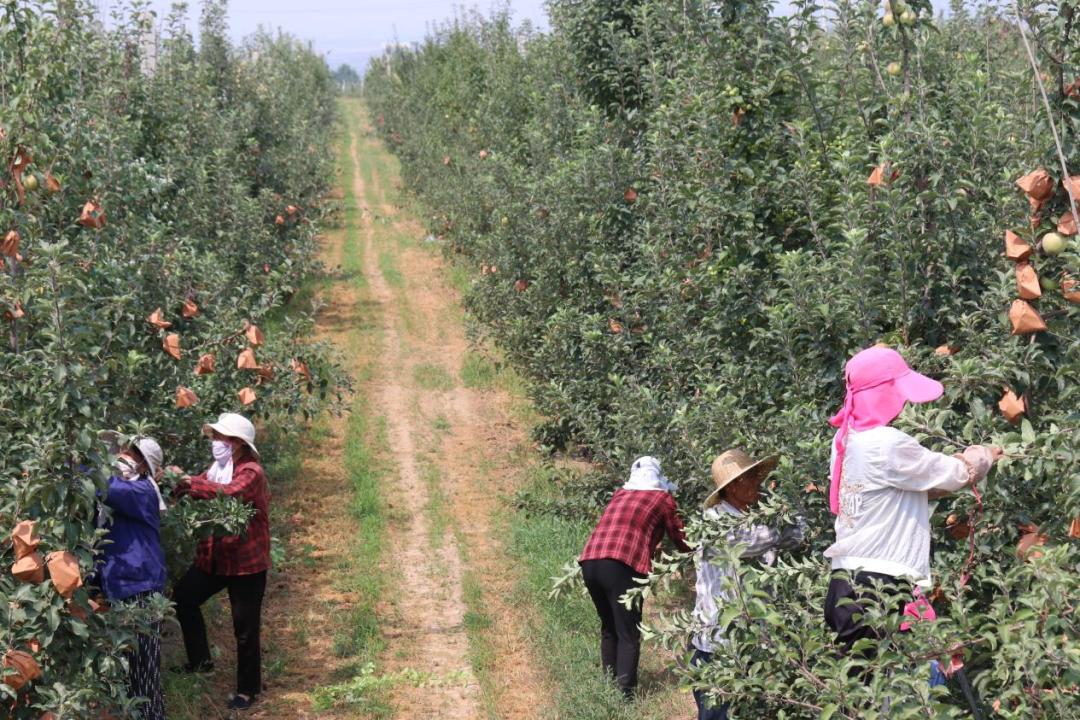 路徑研究（或路徑探究）