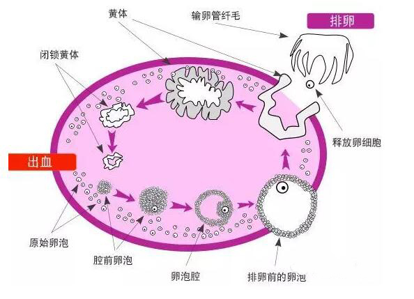 如何正確理解黃體破裂