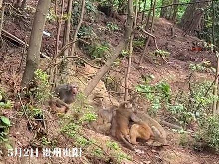 松坪村獼猴搶劫事件，自然與人類的交織沖突，松坪村獼猴搶劫事件，自然與人類交織沖突的警示故事