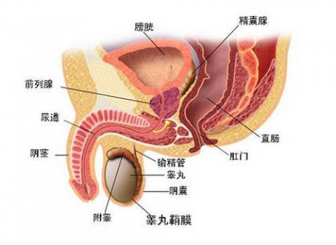 前列腺炎有結(jié)石怎么辦，全面解析治療與預(yù)防策略，全面解析，前列腺炎伴結(jié)石的治療與預(yù)防策略