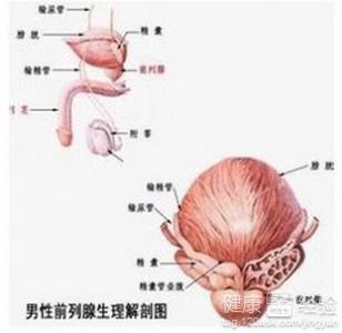 前列腺疾病的發(fā)生原因及其影響因素探討，前列腺疾病的成因與影響因素分析