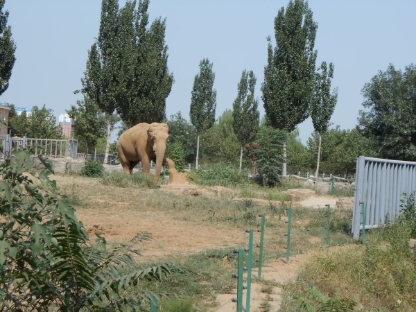 石家莊動物園一日游攻略，石家莊動物園一日游攻略詳解