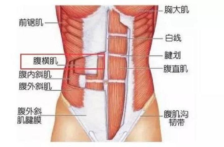 鍛煉腹肌的方法圖解，腹肌鍛煉全圖解，輕松打造完美腹部線條