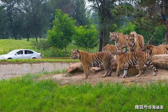 北京野生動物園自駕攻略，北京野生動物園自駕游攻略指南