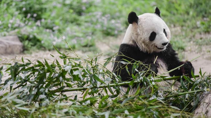 北京動物園門票購買攻略，北京動物園門票購買指南