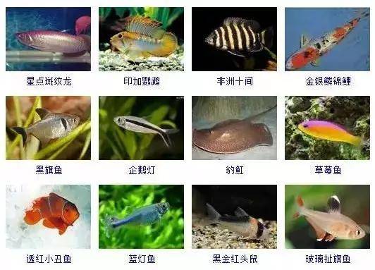 魚類大全，看圖識魚，魚類百科，圖解識別各種魚類